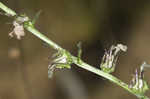 Southern lobelia